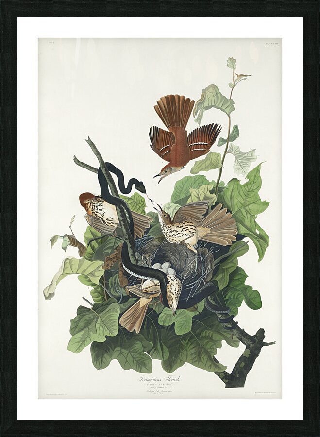 Ferruginous Thrush Picture Frame print