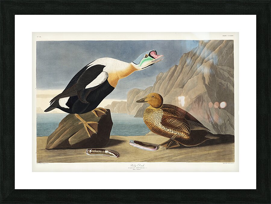 King Duck Picture Frame print