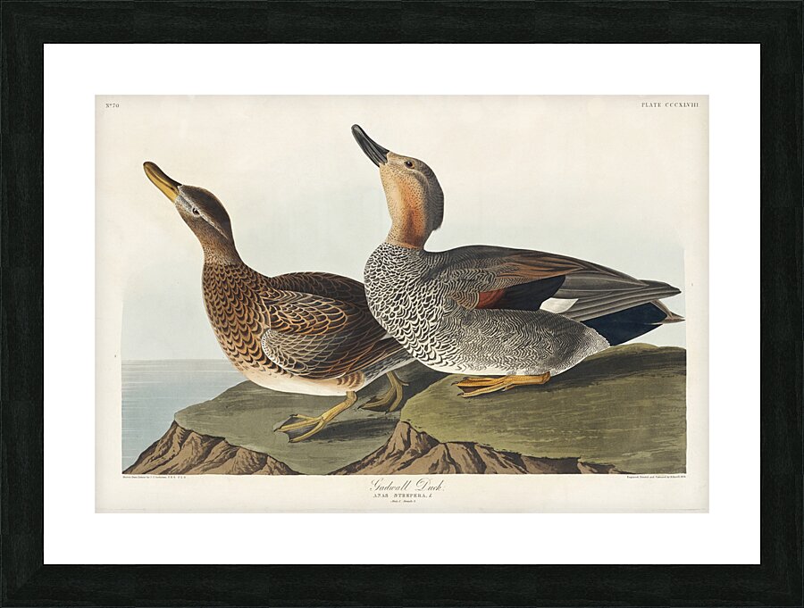 Gadwall Duck Picture Frame print