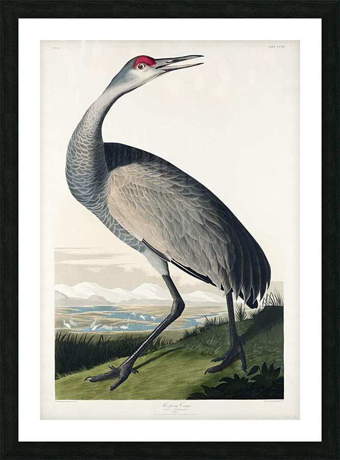 Hooping Crane Impression et Cadre photo