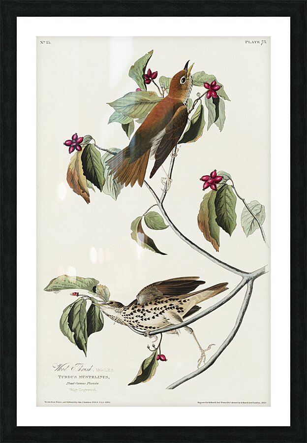 Wood Thrush Picture Frame print