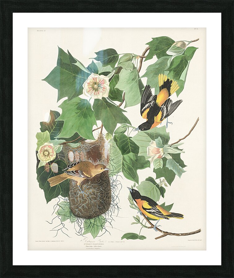 Baltimore Oriole Picture Frame print