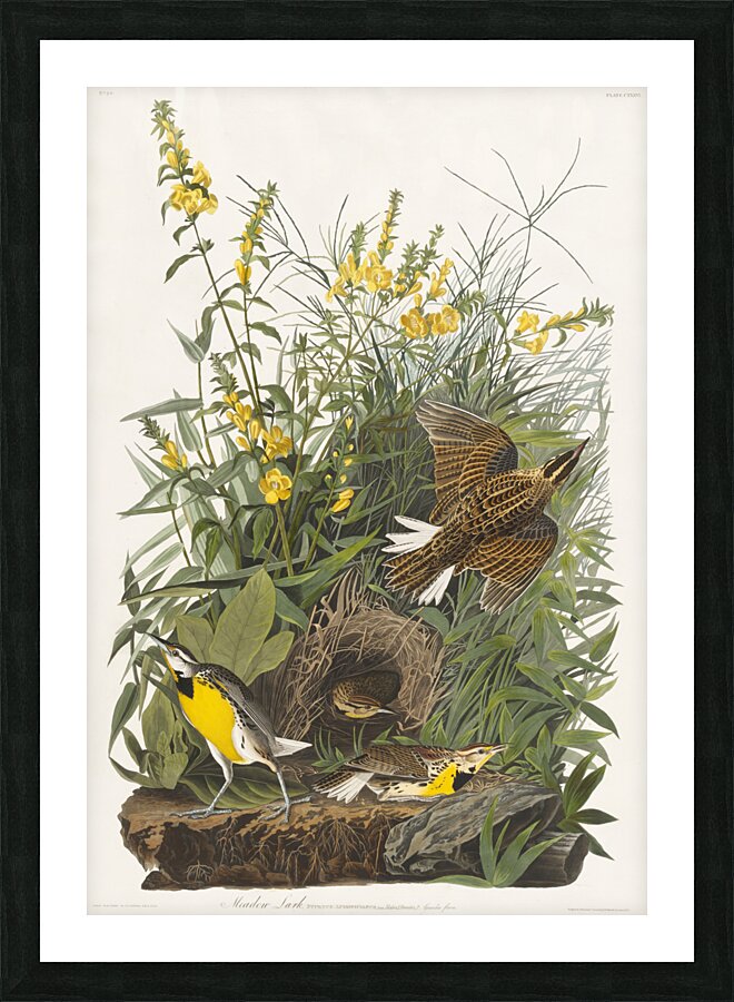 Meadow Lark Picture Frame print