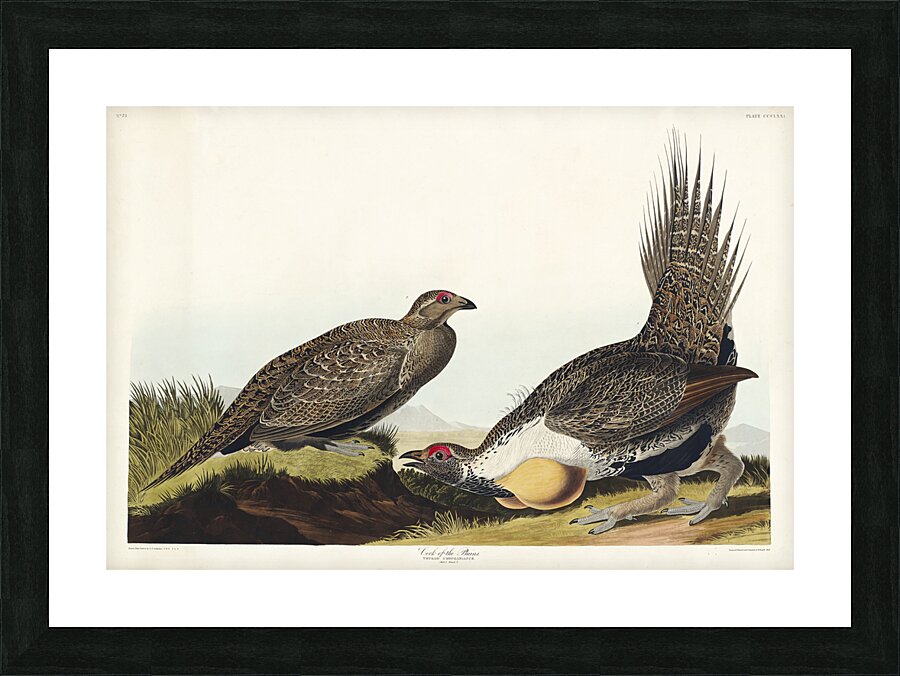 Cock of the Plains Picture Frame print