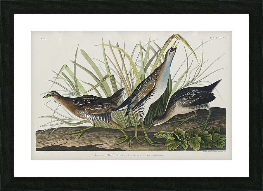 Sora or Rail Picture Frame print
