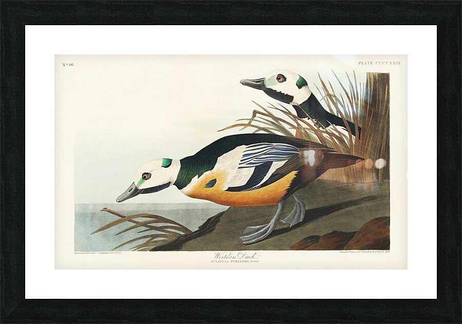 Western Duck Picture Frame print