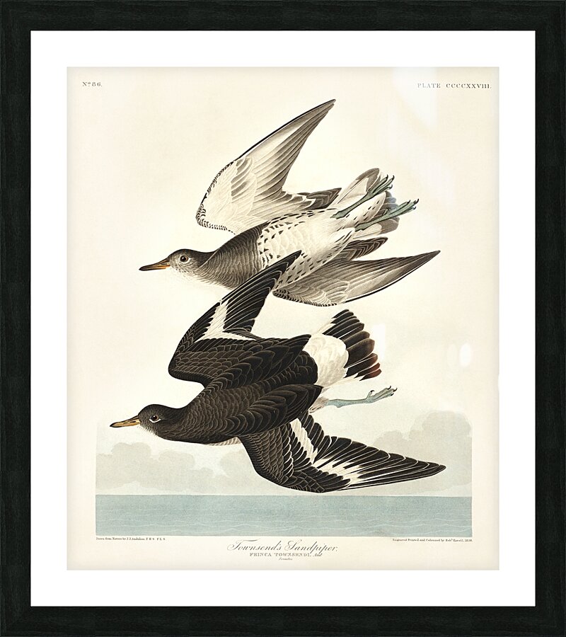 Townsends Sandpiper Picture Frame print