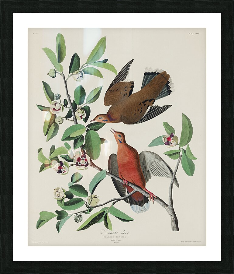 Lenaida Dove Impression et Cadre photo