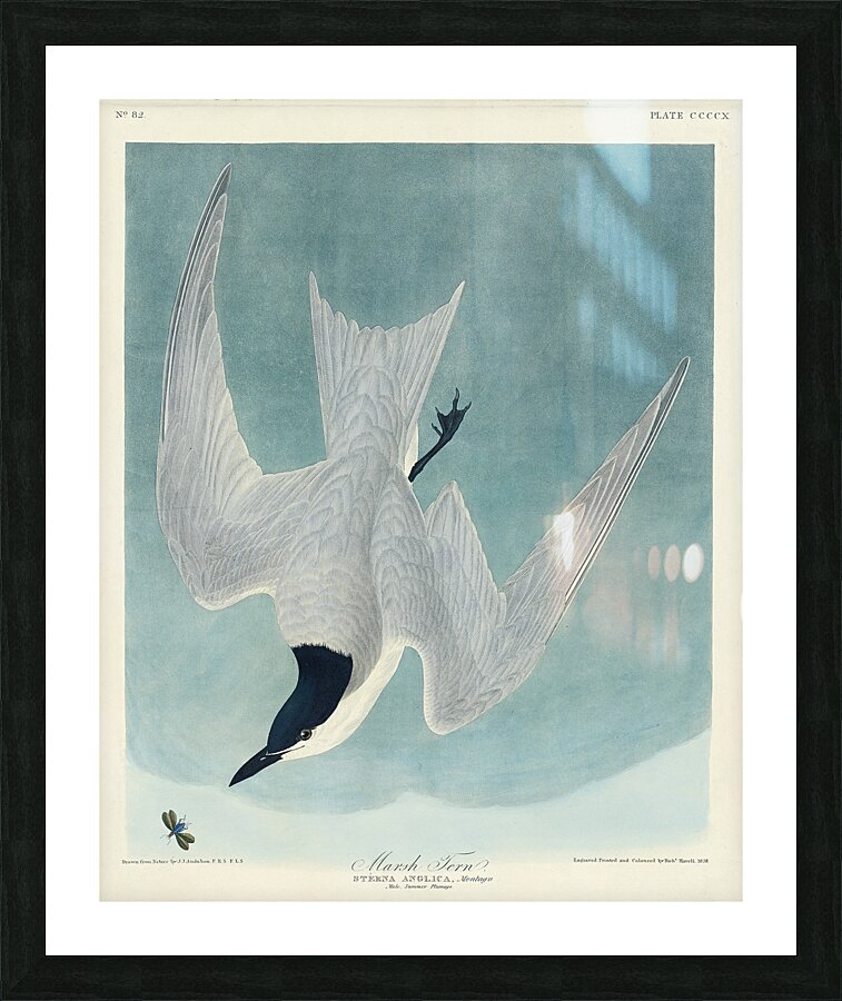 Lenaida Dove Picture Frame print