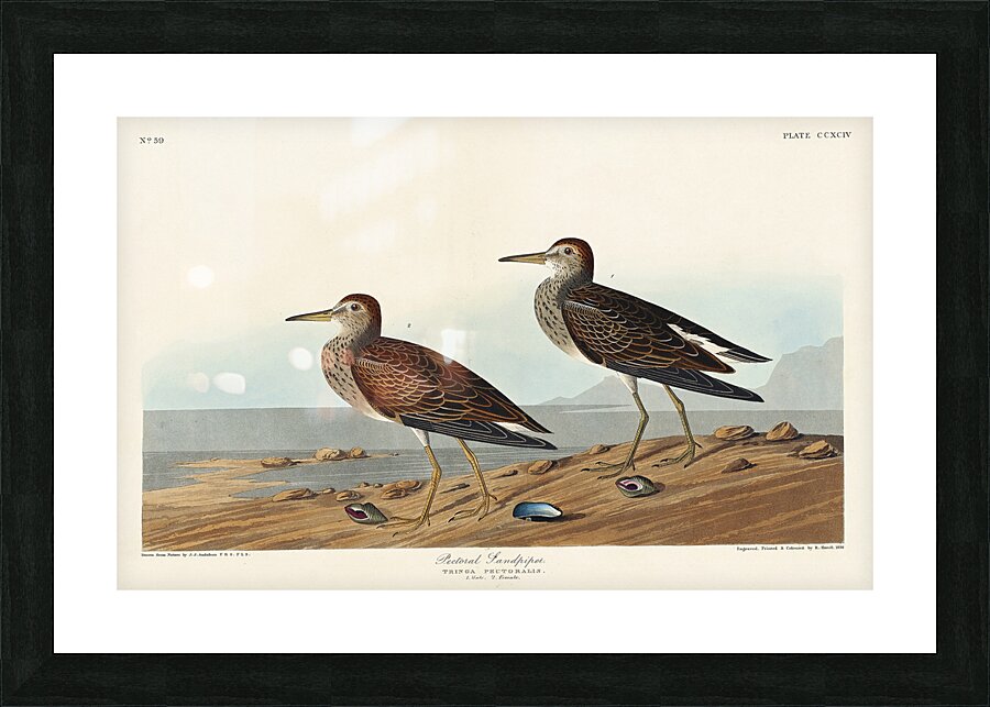 Pectoral Sandpiper Picture Frame print