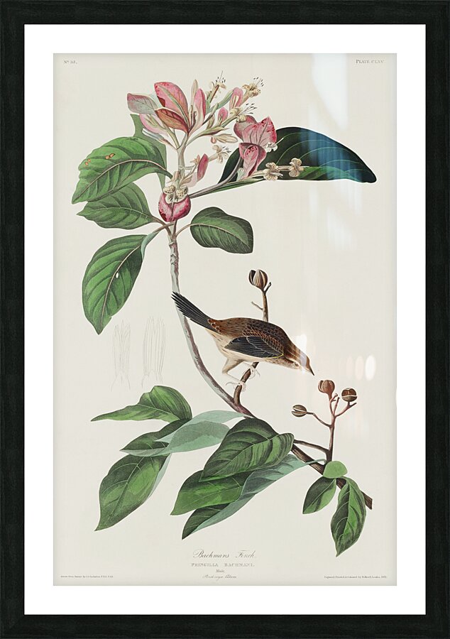 Bachmans Finch Picture Frame print