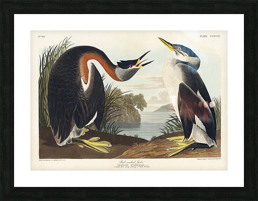 Red-necked Grebe Picture Frame print