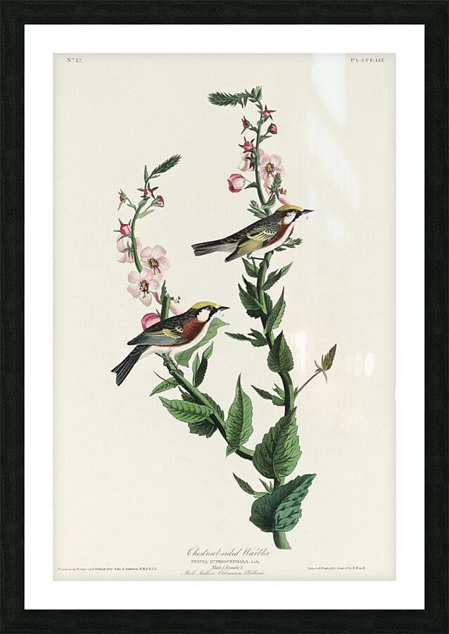 Chestnut-sided Warbler Picture Frame print