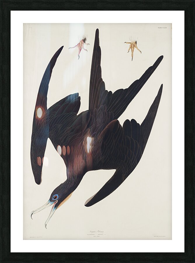 Chestnut-sided Warbler Picture Frame print