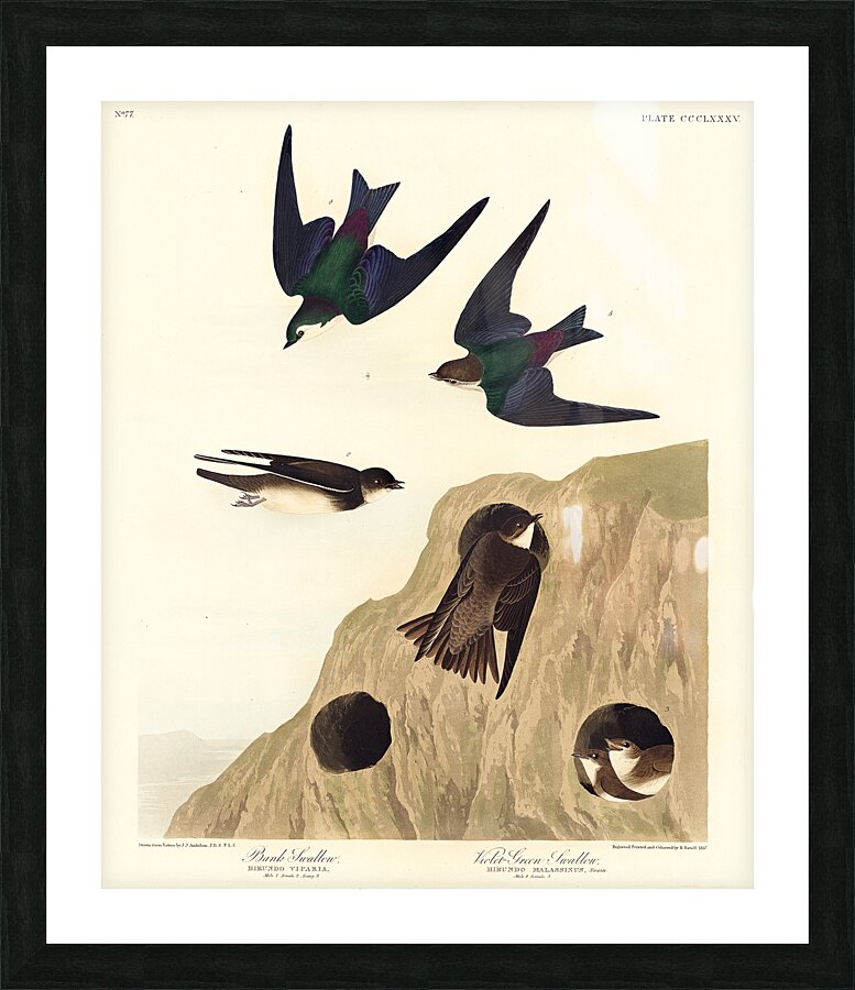 Bank Swallow and Violet-green Swallow Picture Frame print