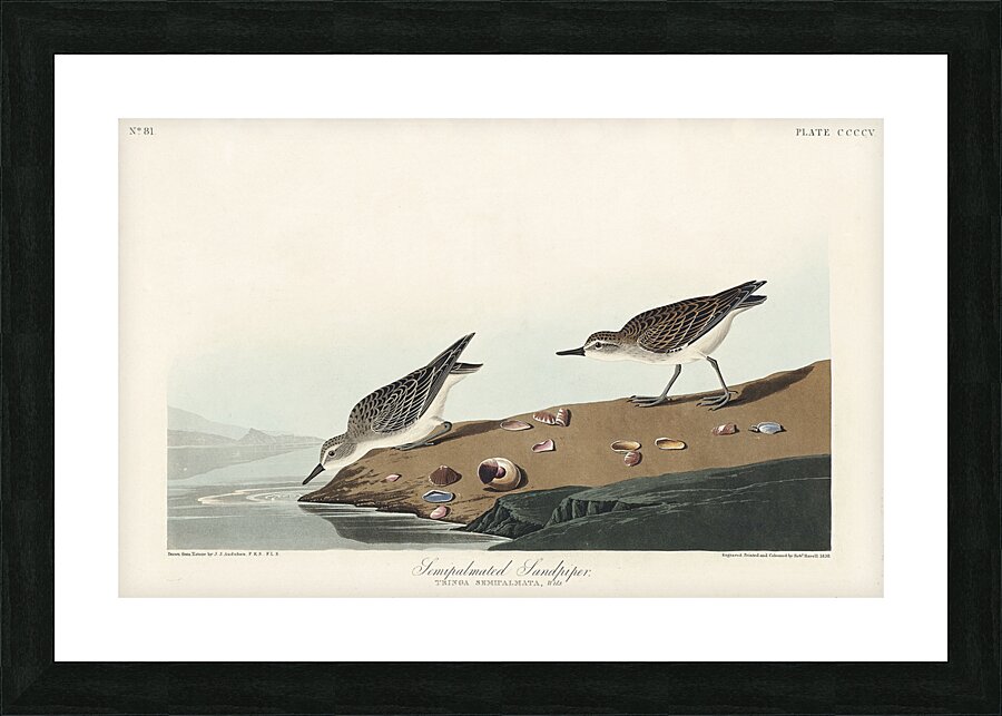 Semipalmated Sandpiper Picture Frame print