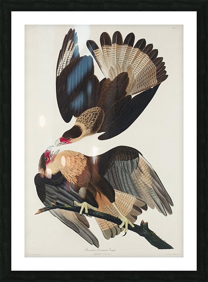 Brasilian Caracara Eagle Picture Frame print