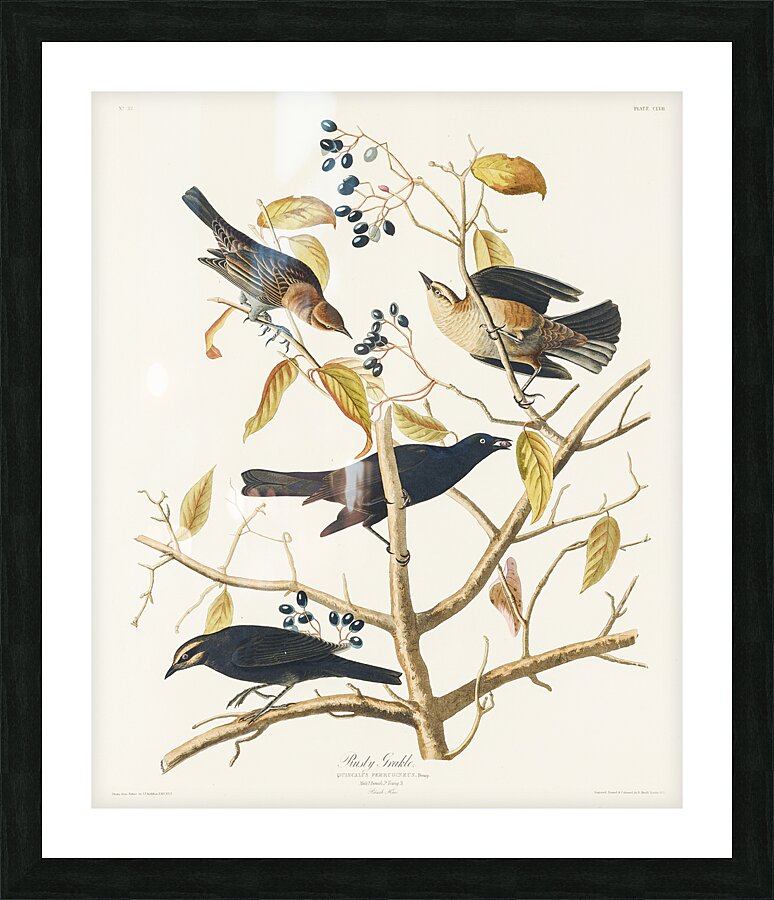 Rusty Grakle Picture Frame print