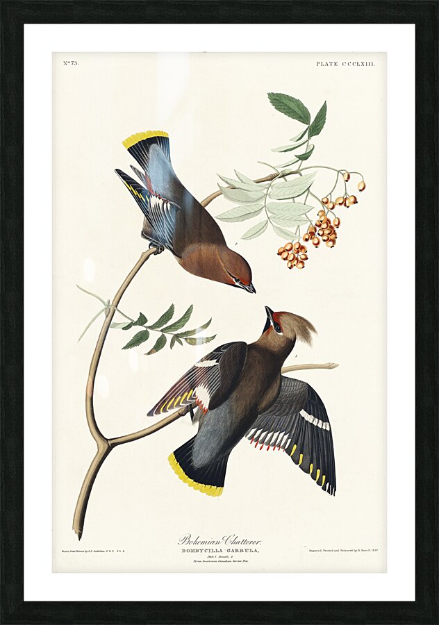 Rusty Grakle Picture Frame print