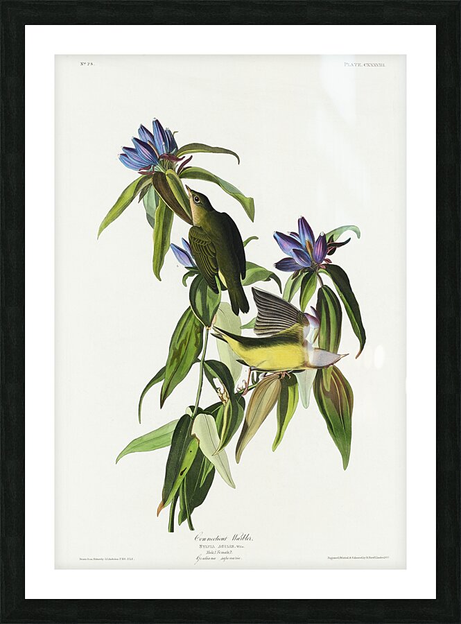 Connecticut Warbler Picture Frame print