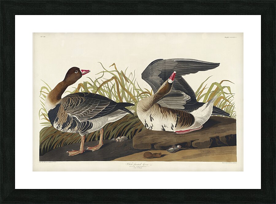 White-fronted Goose Picture Frame print