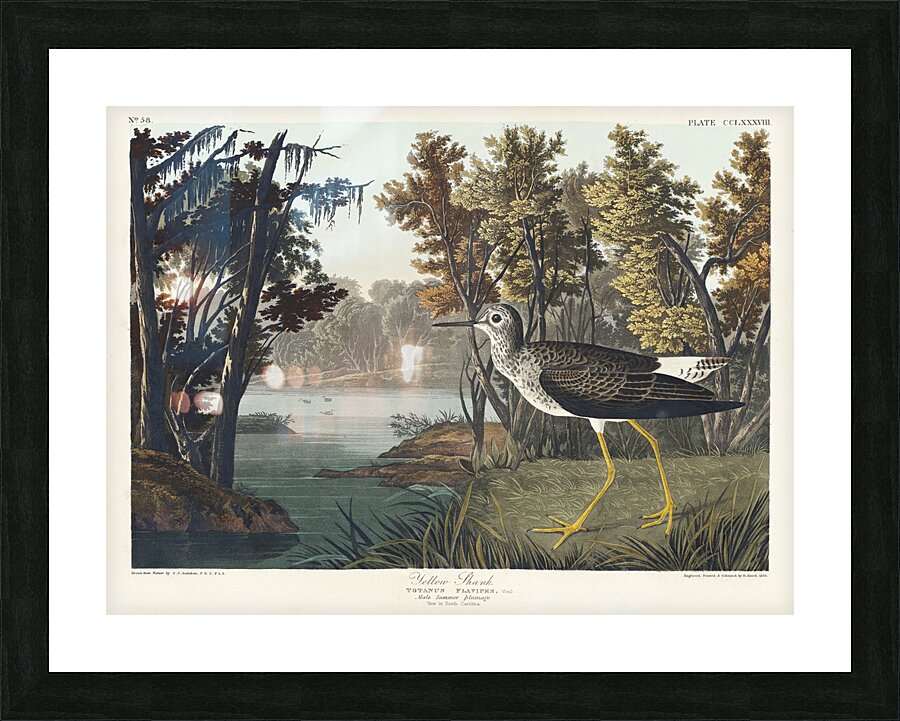 Yellow Shank Picture Frame print