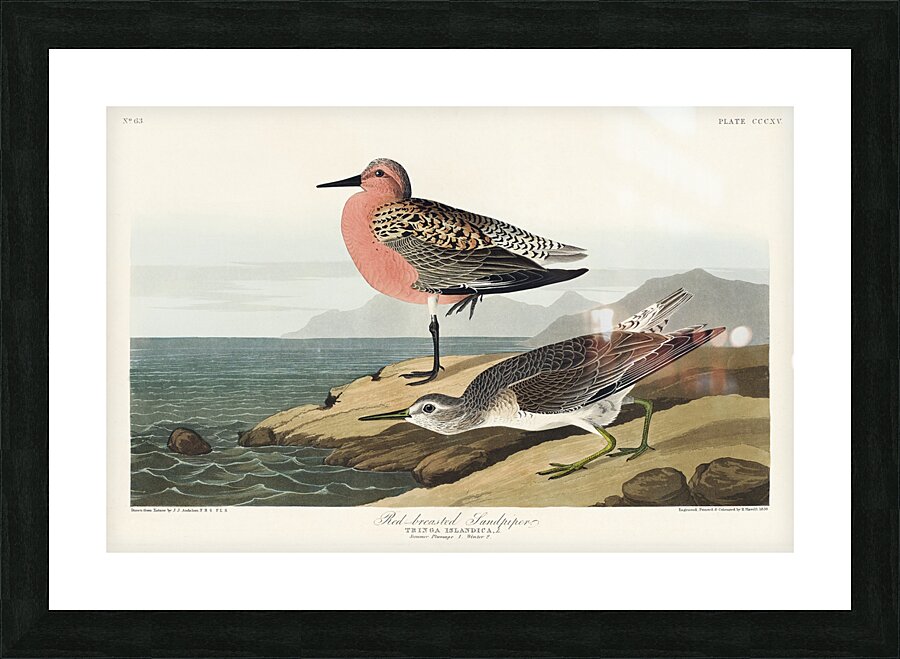 Red-breasted Sandpiper Picture Frame print