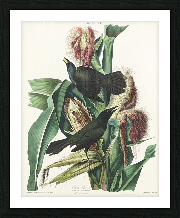 Purple Grakle or Common Crow Blackbird Picture Frame print