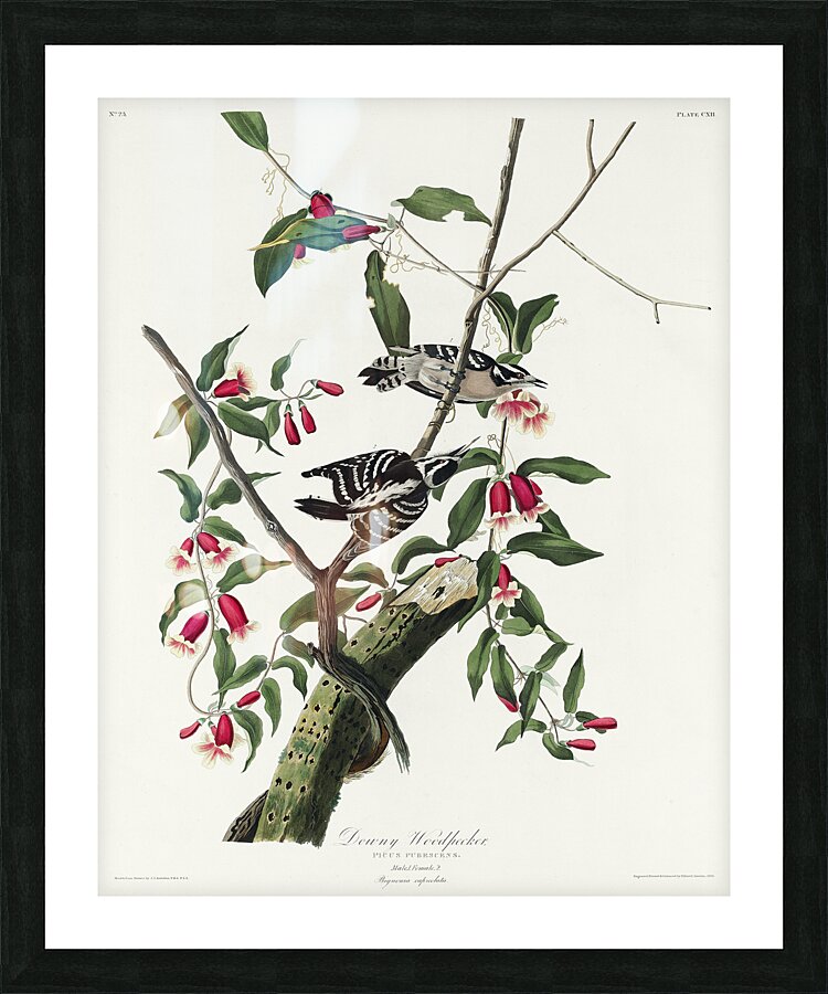 Downy Woodpecker Picture Frame print