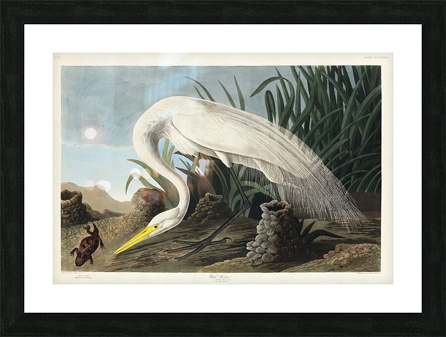 White Heron Picture Frame print