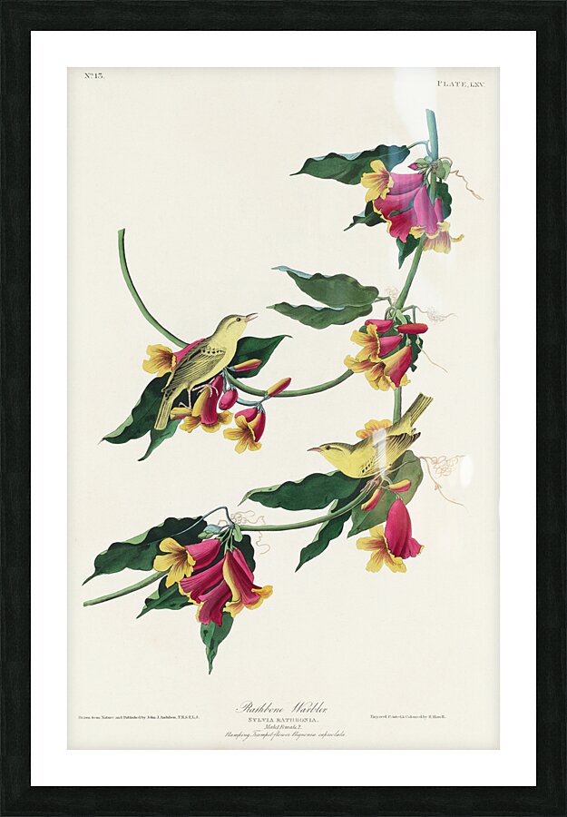 Rathbone Warbler Picture Frame print