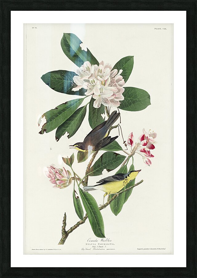 Canada Warbler Picture Frame print