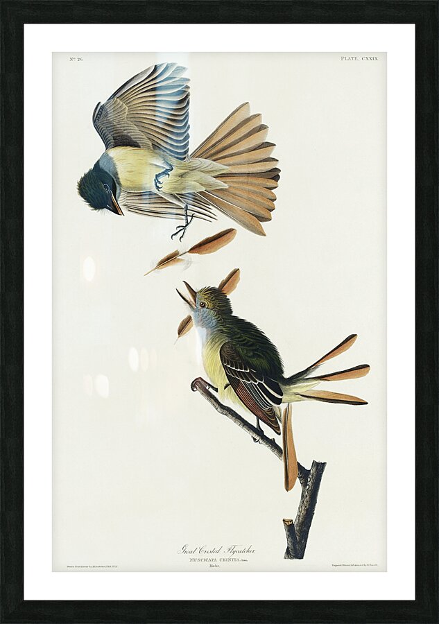 Great Crested Flycatcher Picture Frame print
