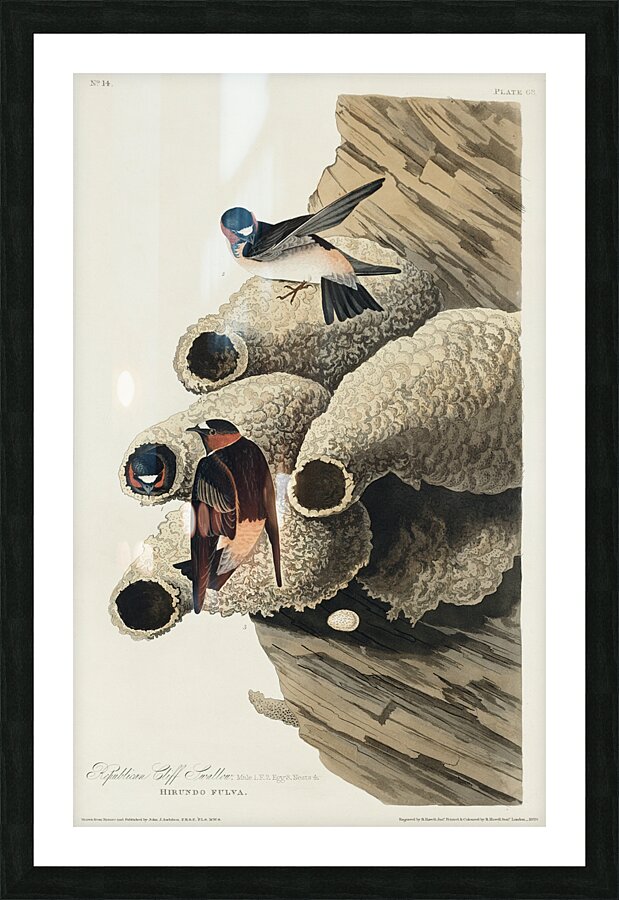 Republican or Cliff Swallow Picture Frame print