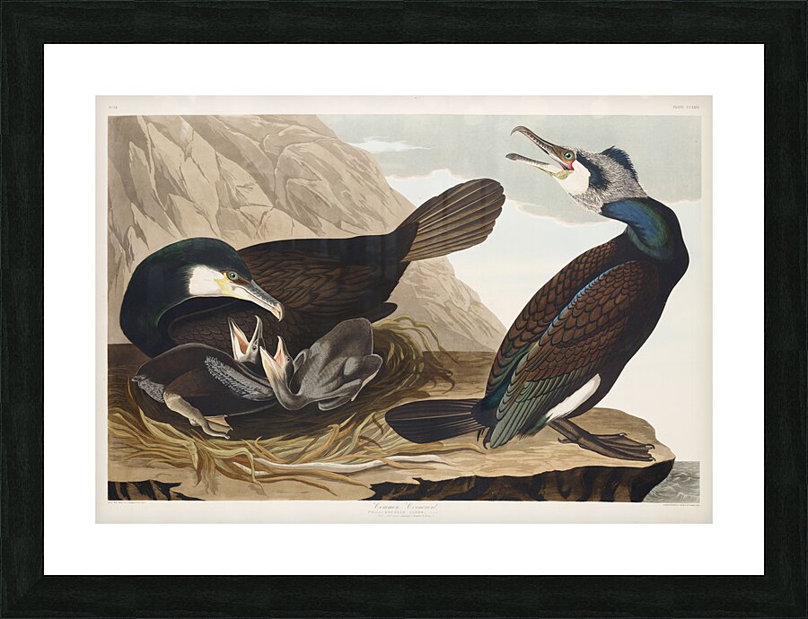Common Cormorant Picture Frame print