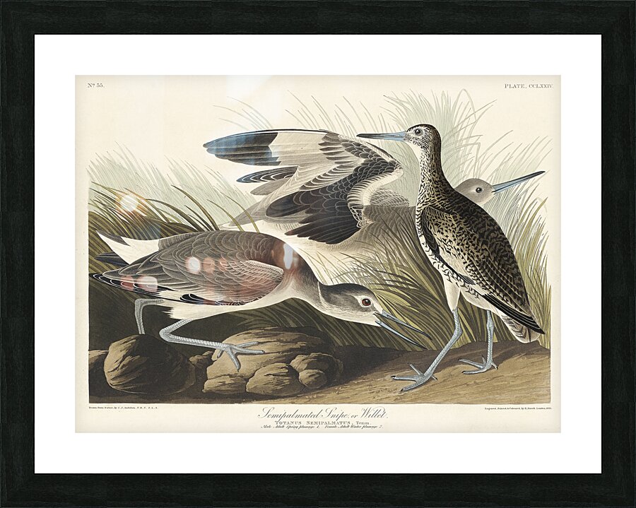 Semipalmated Snipe or Willet Picture Frame print