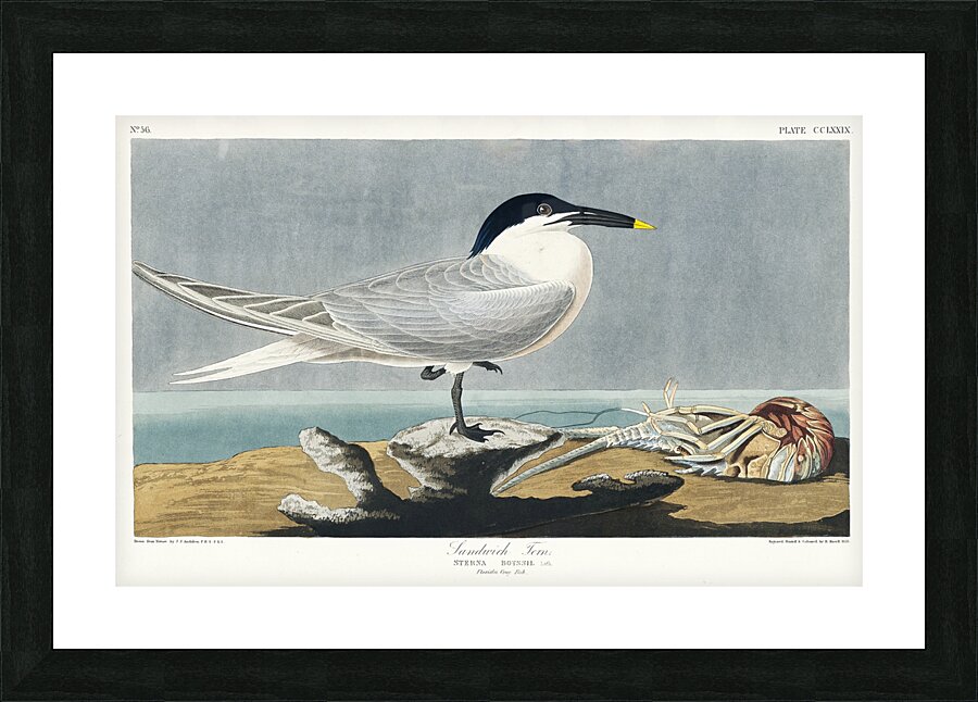 Sandwich Tern Picture Frame print