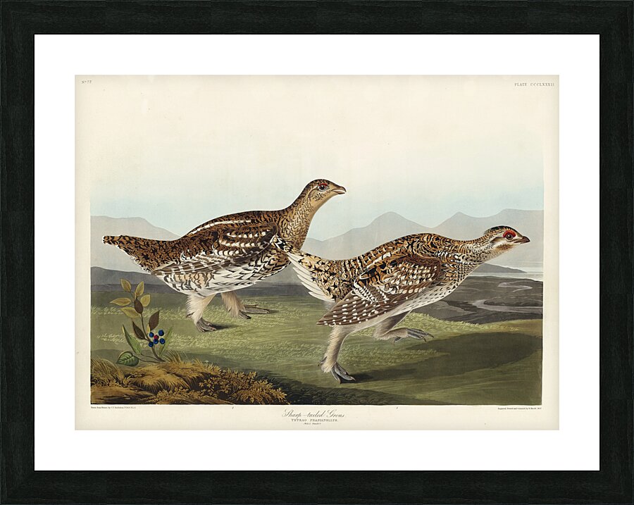 Sharp-tailed Grouse Picture Frame print