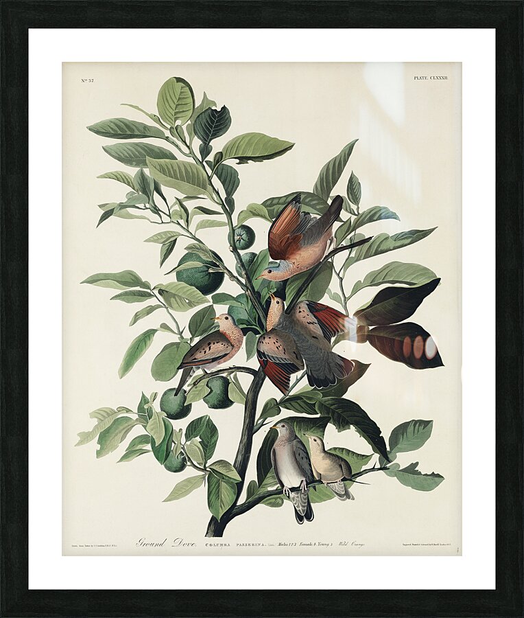Ground Dove Picture Frame print