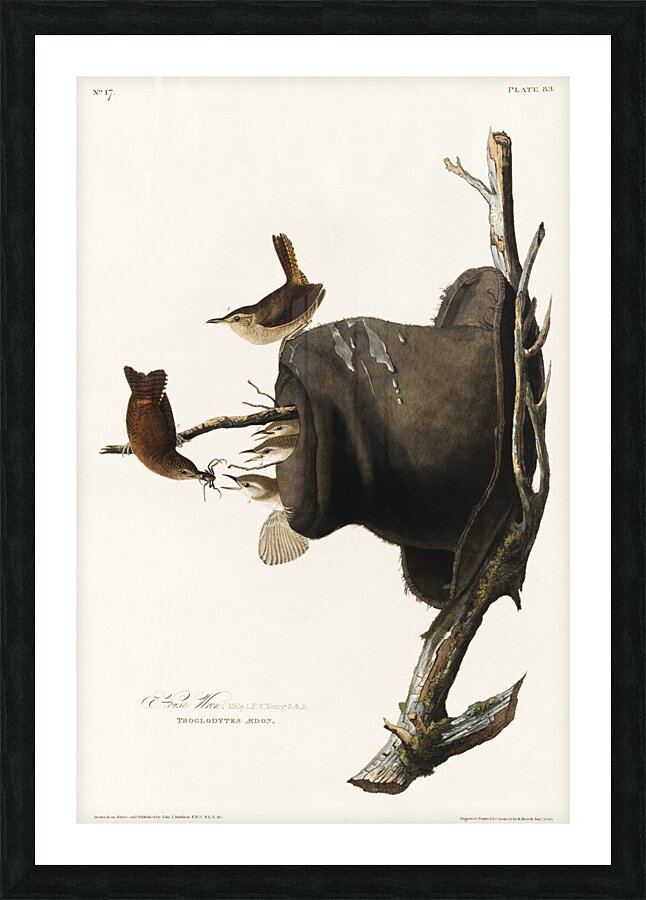 House Wren Picture Frame print