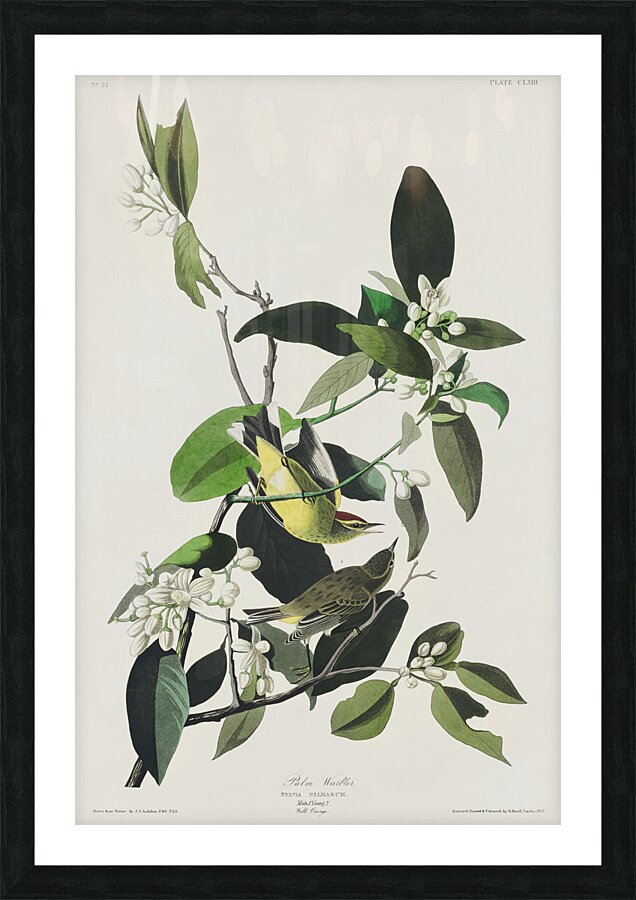 Palm Warbler Picture Frame print