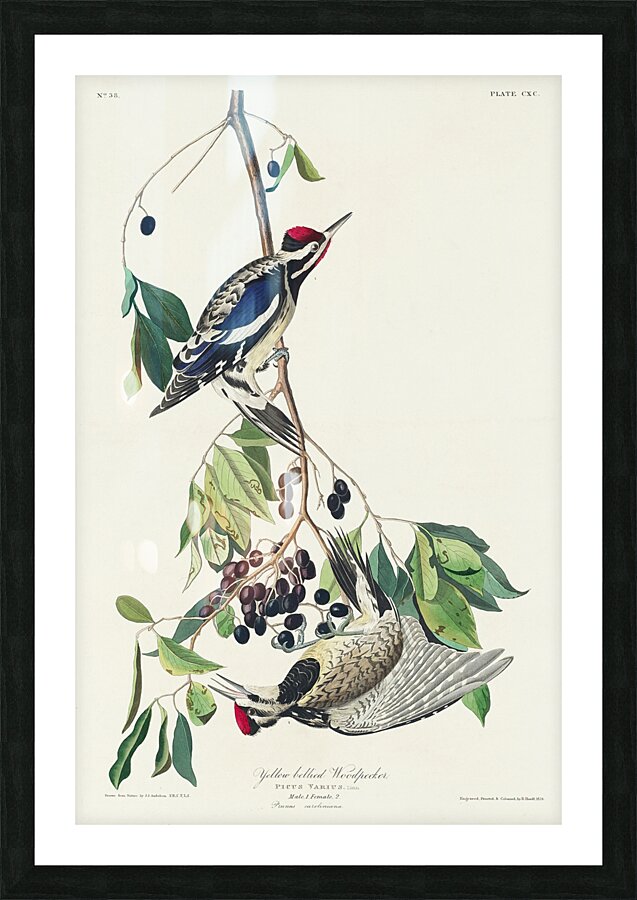 Yellow bellied Woodpecker Picture Frame print