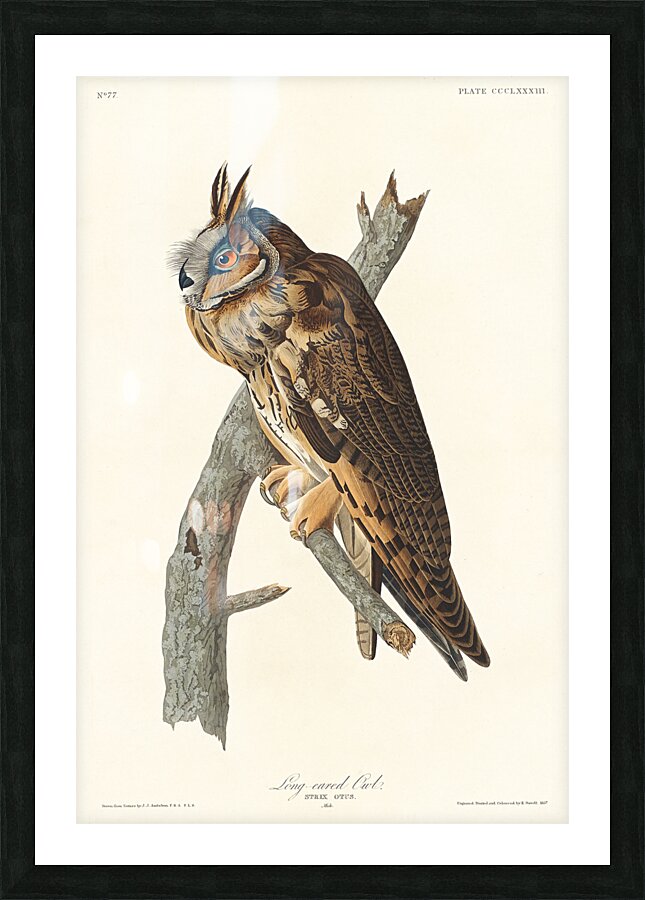 Long-eared Owl Picture Frame print