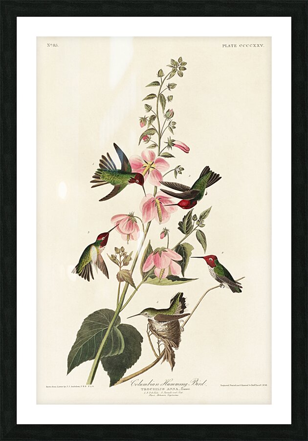Columbian Humming Bird Picture Frame print