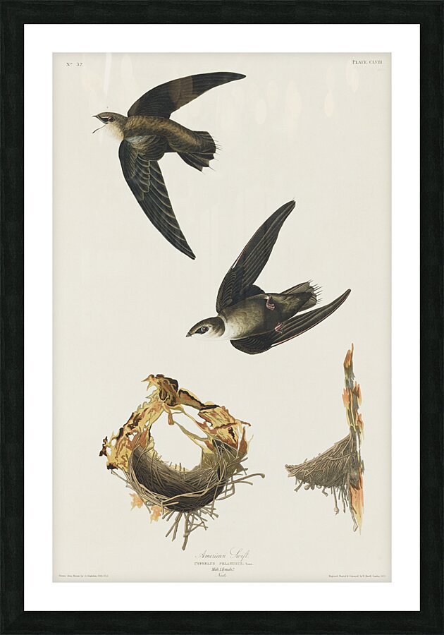 American Swift Picture Frame print