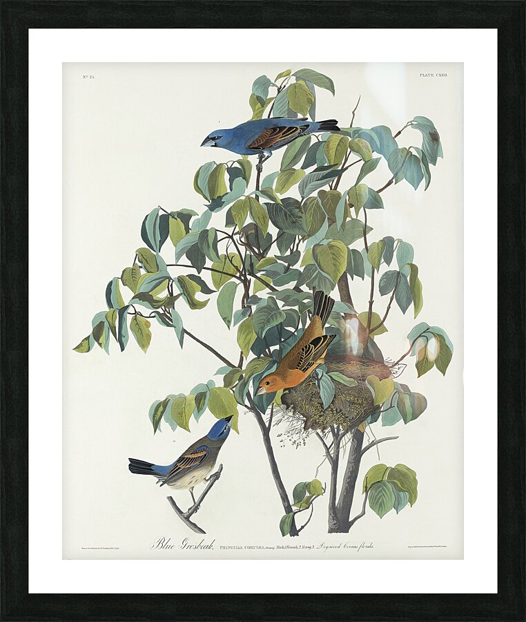Blue Grosbeak Picture Frame print