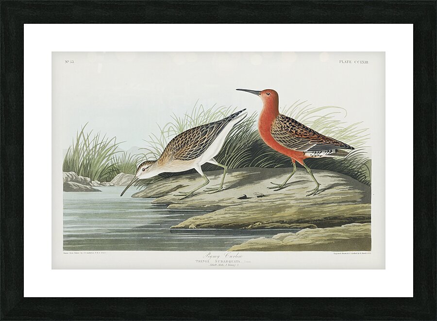 Pigmy curlew Picture Frame print