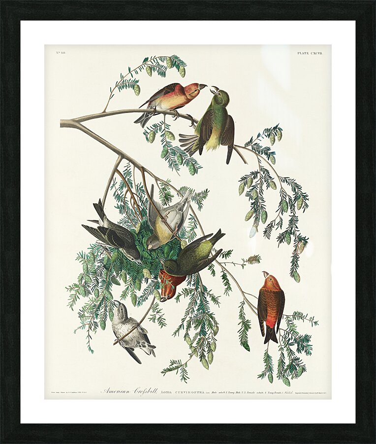American Crossbill Picture Frame print