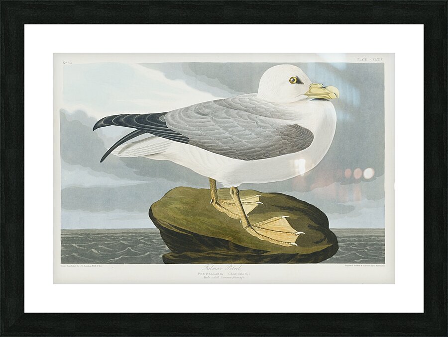 Fulmar Petrel Picture Frame print