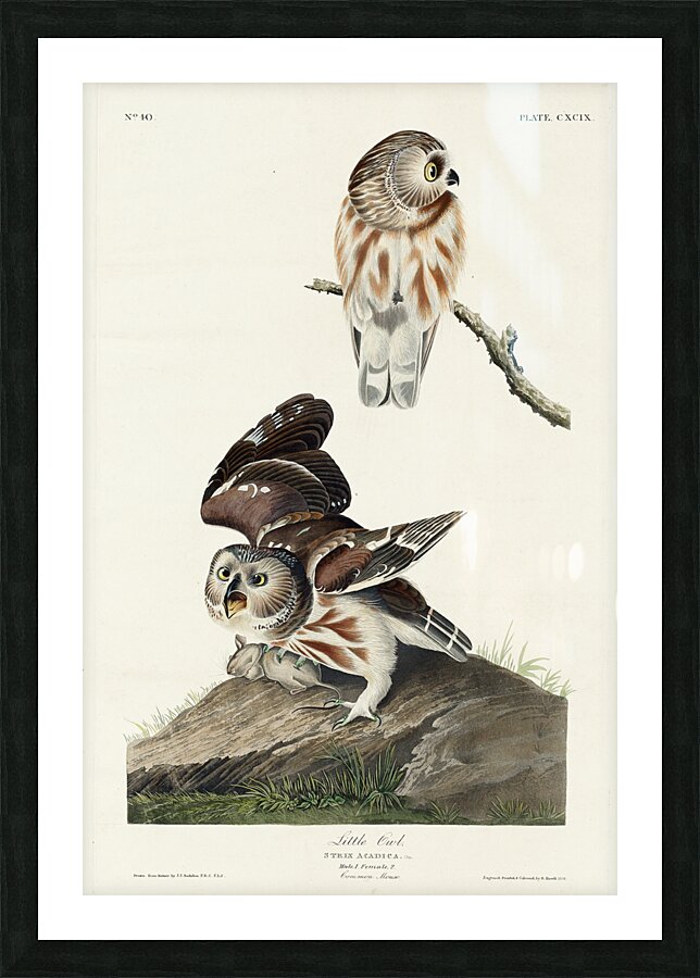 Little Owl Picture Frame print